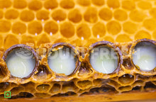 Load image into Gallery viewer, Royal jelly Enriched with Honey, 50g