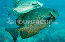Load image into Gallery viewer, Fresh Siganus vermiculatus Fish , 1 Kg