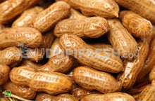 Load image into Gallery viewer, Boiled Peanuts With Shell , 250 g