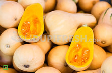 Load image into Gallery viewer, Butternut 2 to 2.5