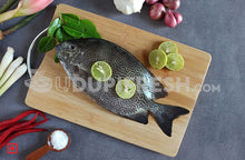 Load image into Gallery viewer, Fresh Siganus vermiculatus Fish , 1 Kg