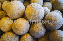 Load image into Gallery viewer, Big Limonia Acidissima / Wood Apple , 1 PC