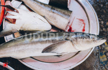 Load image into Gallery viewer, Melu, Cobia 1Kg