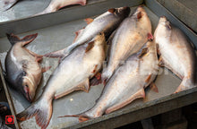 Load image into Gallery viewer, Basa Fish 1 Kg