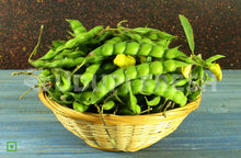 Load image into Gallery viewer, Fresh Green Pigeon Beans (Tuvar Beans) 1 Kg