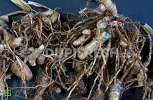 Load image into Gallery viewer, Kali Haldi, Black Turmeric 250 g