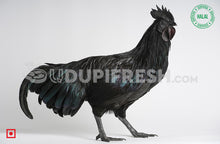 Load image into Gallery viewer, Kadaknath Chicken 1 to 1.5 Kg Before Clean