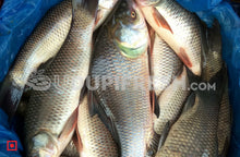 Load image into Gallery viewer, Freshwater fish Catla