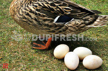 Load image into Gallery viewer, Duck Egg 6 Pcs