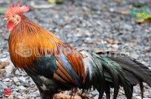 Load image into Gallery viewer, Ghagus Local Breed Chicken 2 Kg to 2.5 Kg Before Clean