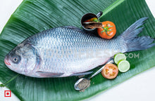 Load image into Gallery viewer, Freshwater fish Catla