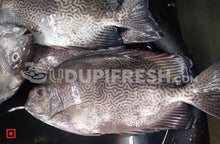 Load image into Gallery viewer, Fresh Siganus vermiculatus Fish , 1 Kg