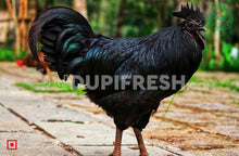 Load image into Gallery viewer, Kadaknath Chicken 1 to 1.5 Kg Before Clean