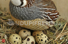 Load image into Gallery viewer, Quail Egg 12 Pcs