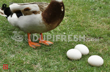 Load image into Gallery viewer, Duck Egg 6 Pcs