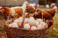 Load image into Gallery viewer, Country Egg 6 Pcs