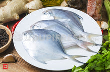 Load image into Gallery viewer, Maanji – White Pomfret( 1 Kg) Medium Size (5551456583844)