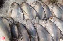 Load image into Gallery viewer, Maanji – White Pomfret( 1 Kg) Medium Size (5551456583844)