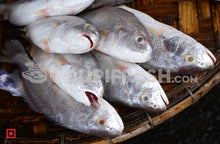 Load image into Gallery viewer, Kallur – Yellow Croaker(1 kg) (5551273083044)