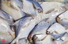 Load image into Gallery viewer, Maanji – White Pomfret( 1 Kg) Medium Size (5551456583844)