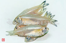 Load image into Gallery viewer, Silver – (Bolenjir) 1 Kg (5551562096804)