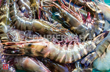 Load image into Gallery viewer, Tiger Prawn/ಟೈಗರ್ ಸೀಗಡಿಗಳು-Big Size (500 gms) (5551575990436)