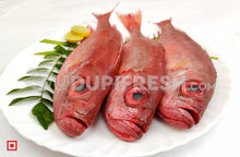 Load image into Gallery viewer, Disco , Big – Finned Bulleye, 1 Kg
