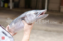 Load image into Gallery viewer, Anjal- Surmai/ಅಂಜಲ್ ಮೀನು/Big size , 1Kg (5550960148644)