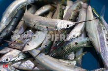 Load image into Gallery viewer, Konthi – Garfish/ಕೊಂತಿ ಮೀನು (500 gms) (5551360376996)