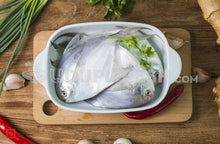 Load image into Gallery viewer, Maanji – White Pomfret( 1 Kg) Medium Size (5551456583844)