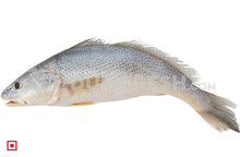 Load image into Gallery viewer, Kallur – Yellow Croaker(1 kg) (5551273083044)