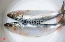 Load image into Gallery viewer, Bhuthai – (Sardine) Medium (10 count) (5550975320228)