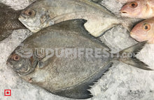 Load image into Gallery viewer, Maanji – Pomfret (500gms) (5551383019684)