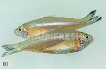 Load image into Gallery viewer, Silver – (Bolenjir) 1 Kg (5551562096804)