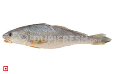 Load image into Gallery viewer, Kallur – Yellow Croaker(1 kg) (5551273083044)