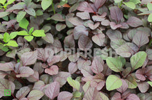 Load image into Gallery viewer, Amaranthus - Red, 250 g (5560456249508)