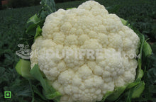 Load image into Gallery viewer, Cauliflower/ಹೂಕೋಸು, 1 pc approx. 400 to 600 gm (5560293359780)