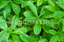 Load image into Gallery viewer, Ceylon Spinach / Nela Basale , 500 g