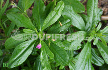Load image into Gallery viewer, Ceylon Spinach / Nela Basale , 500 g