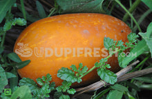 Load image into Gallery viewer, Cucumber - Mangalore/ಸೌತೆಕಾಯಿ - ಮಂಗಳೂರು, 500 g (5560267341988)