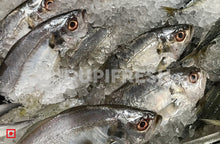 Load image into Gallery viewer, False Trevally / Ademeenu, 1 Kg
