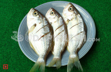 Load image into Gallery viewer, False Trevally / Ademeenu, 1 Kg