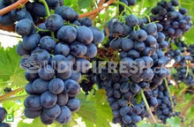 Load image into Gallery viewer, Grapes - Bangalore Blue with Seed, 500 g (5556002390180)