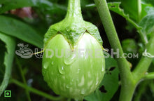 Load image into Gallery viewer, Green Brinjal ( Barkur ) , 1Kg