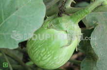Load image into Gallery viewer, Green Brinjal ( Barkur ) , 1Kg