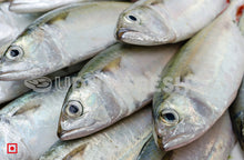 Load image into Gallery viewer, Indian Mackerel Bangda Fish Small (6 Count) (5551689007268)
