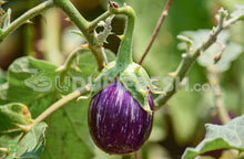 Load image into Gallery viewer, little brinjal/ಸಣ್ಣ ಬದನೆಕಾಯಿ