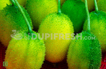 Load image into Gallery viewer, Local Spine Gourd, 500 g