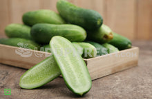 Load image into Gallery viewer, Local Mini Cucumber, 500 g