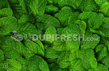 Load image into Gallery viewer, Mint Leaves/ಪುದೀನ ಎಲೆಗಳು, 100 g (5560146165924)